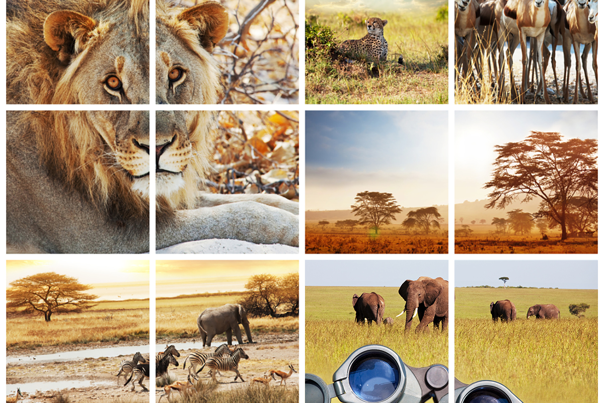 Африки животный география. Африка коллаж. Коллаж по Африке. Коллаж путешествие в Африку. Путешествие по Африке фотоколлаж.