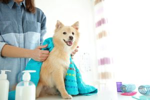 Pet Grooming and more retail and services in Hog Kong at 50 percent off